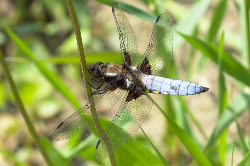 Réf. 230 933 : Libellula depressa